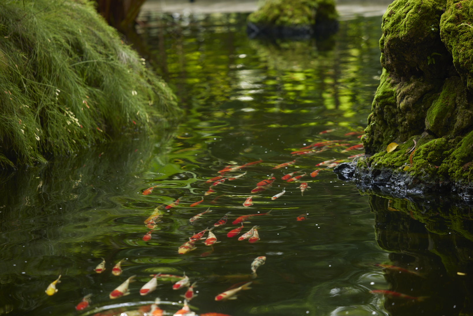 Koi pond surrounded by lush greenery at RXV Wellness Village Sampran.