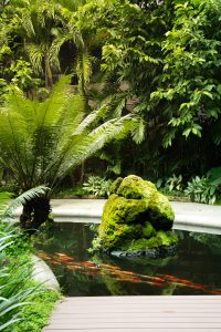 Tranquil koi pond surrounded by lush tropical greenery and moss-covered stones at RXV Wellness Village Sampran.